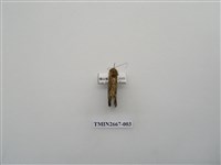 藏品(尺蛾204)的圖片